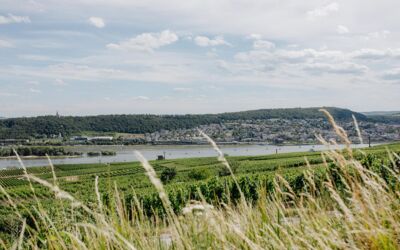 Weinprobe mit Blick auf die malerische Rheingauer Landschaft