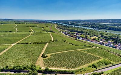 Rheingau Weinwanderung Nussbrunnen