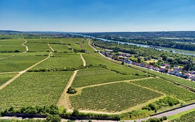 Rheingau Weinwanderung Nussbrunnen
