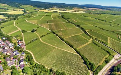 Exklusive Weinwanderung Rheingau Hattenheim Engelmannsberg