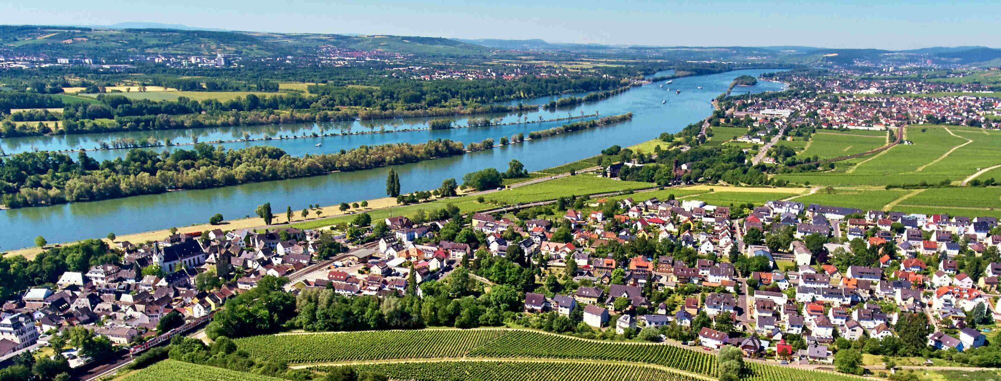 Weinberge im Rheingau mit Blick auf den Rhein