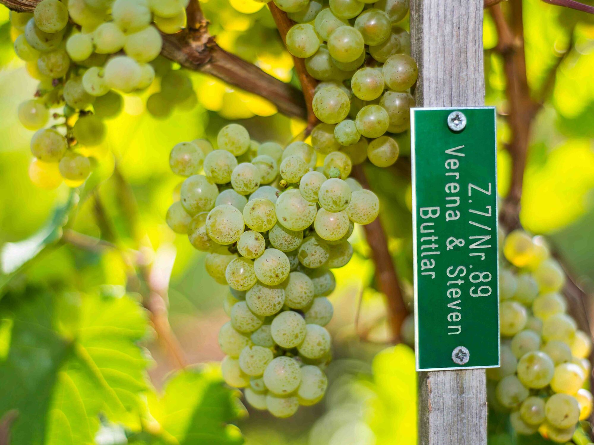 Graviertes Namensschild am Rebstock