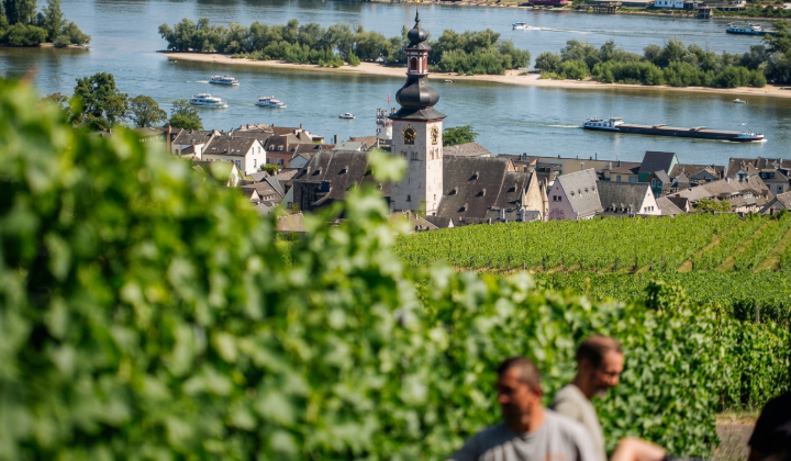 Weinberg Doosberg bei Hattenheim im Rheingau